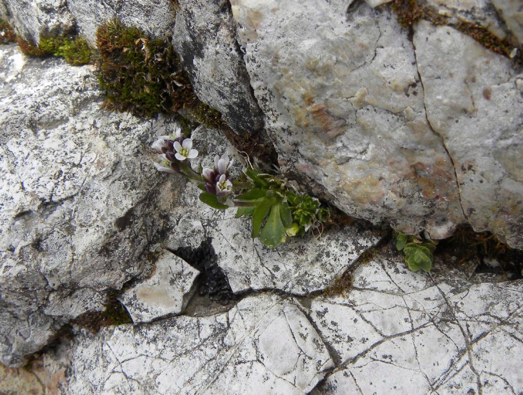 Arabis? quale?